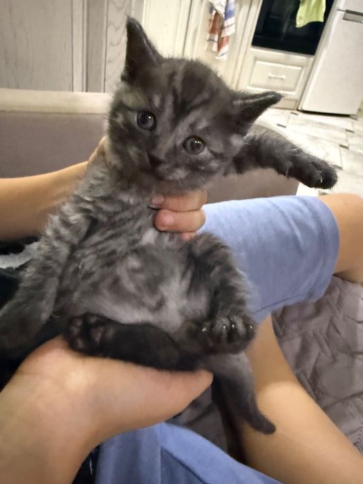 Віддам котиків в добрі руки