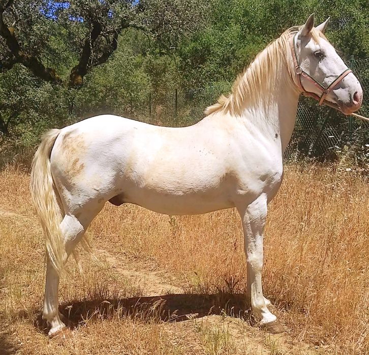 Cavalo cruzado manso