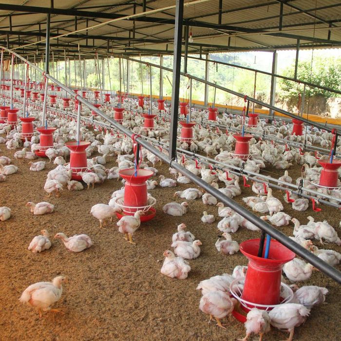 Salmacid S Active Paleta 1000 kg Zakwaszacz sypki do paszy dla trzody Na lepsze trawienie, mniej biegunek, większe przyrosty