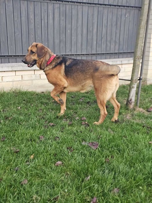 Michalinka 1,5 r większa piękna i łagodna  suczka do adopcji