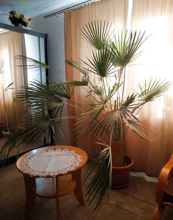 Piękna palma karłatka ponad 2m wysokości ogromna