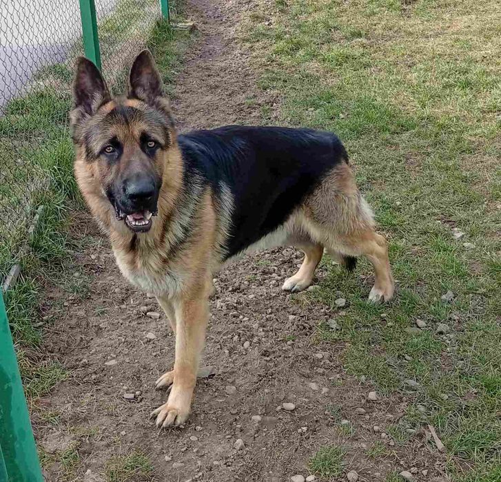 Кобель німецької вівчарки для в'язки