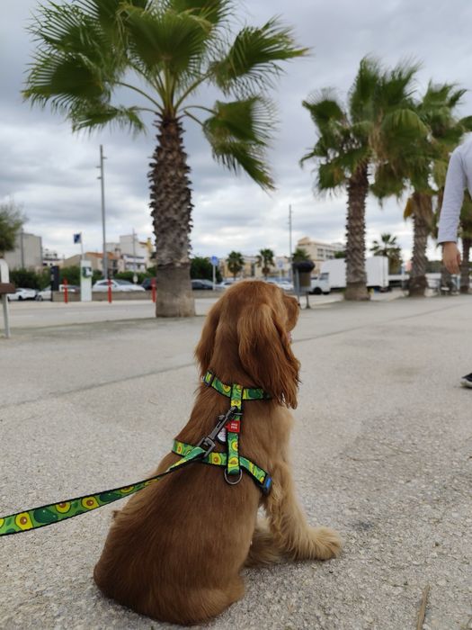 Малюки англ кокер спаніеля