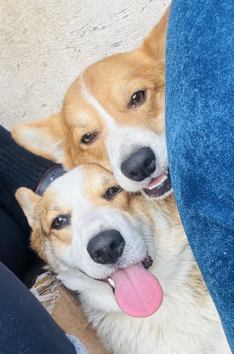 Коргі КСУ Одеса