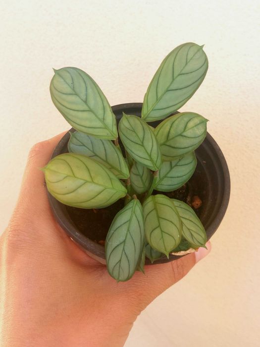 planta Calathea setosa