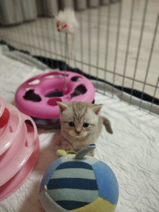 Шотланська мраморна прямовухі дівчинка