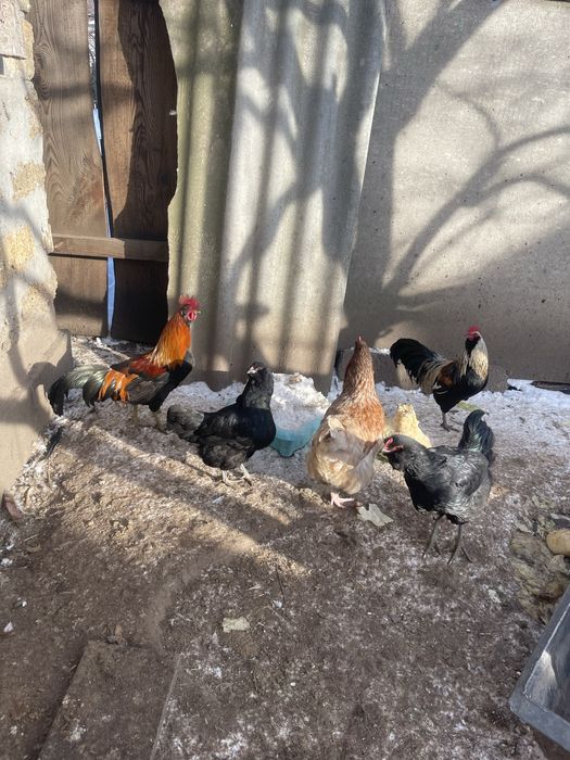 Продам півнів дуже гарних