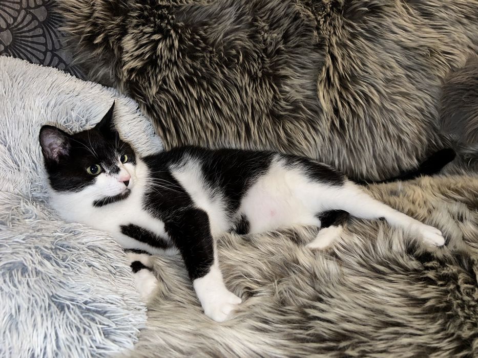 Kocurek Rumcajs szuka domku