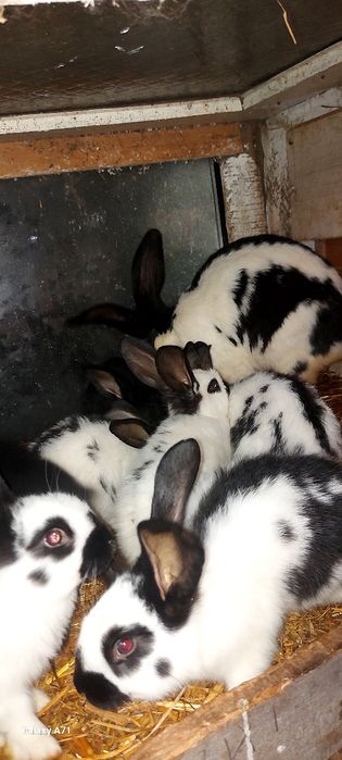 Sprzedam samicę z 8 młodymi