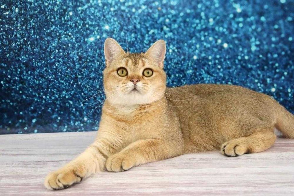 Дуже красивий і лагідний британський котик у золотій шубці