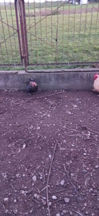 Piękne koguty tegoroczne (kochin miniaturowy, silka, czubatka, nioska)