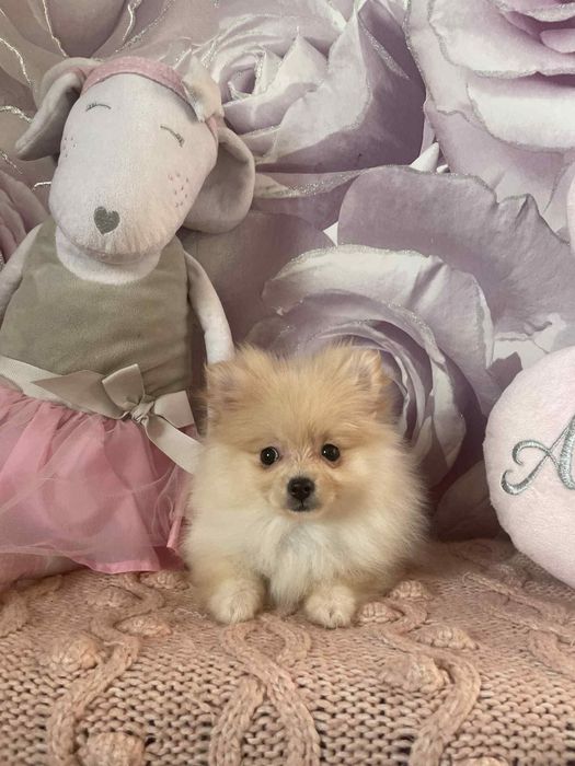 Pomeranian szpic miniaturowy suczka kremowa z rodowodem