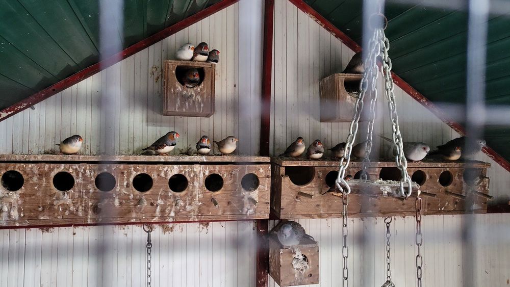 Tenho alguns mandarins para vender