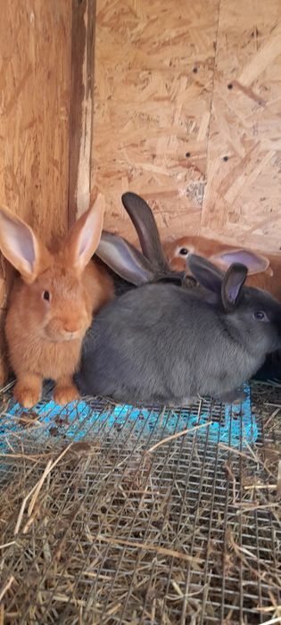 Кролики різних порід