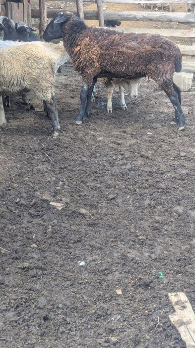 Продам . Вівці .