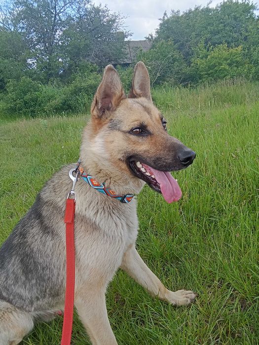 Метис вівчарки, відаєм безплатно!