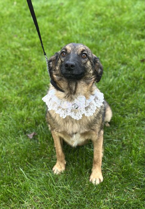 Собачка дівчинка в добрі руки (стерильна)