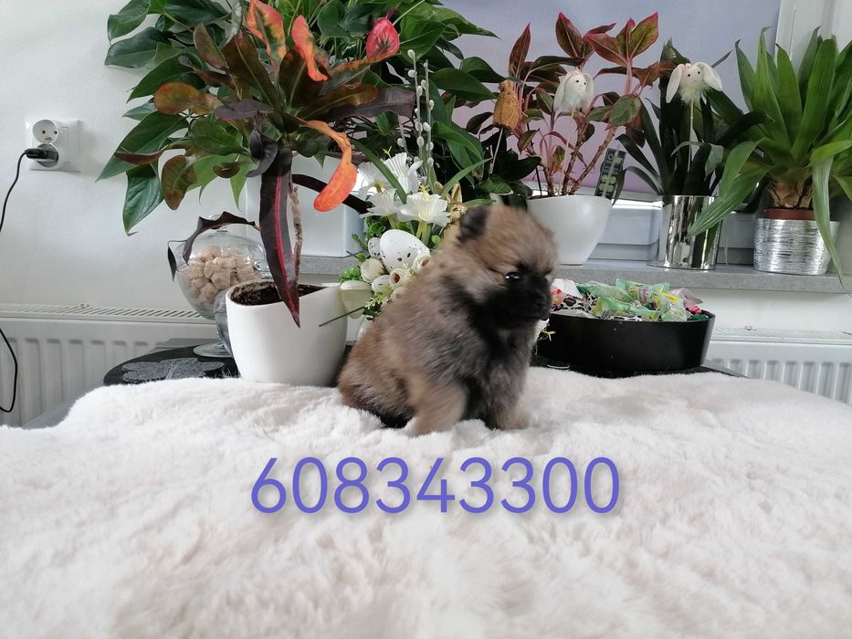 Szpic Miniaturowy z RODOWODEM VIP