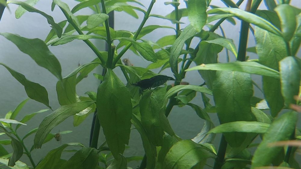 Camarões Blue Dream - neocaridina davidi