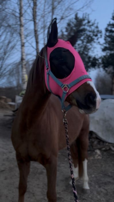 klacz arabska na sprzedaz