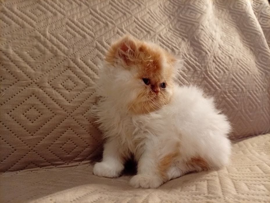 Persa menino fofo