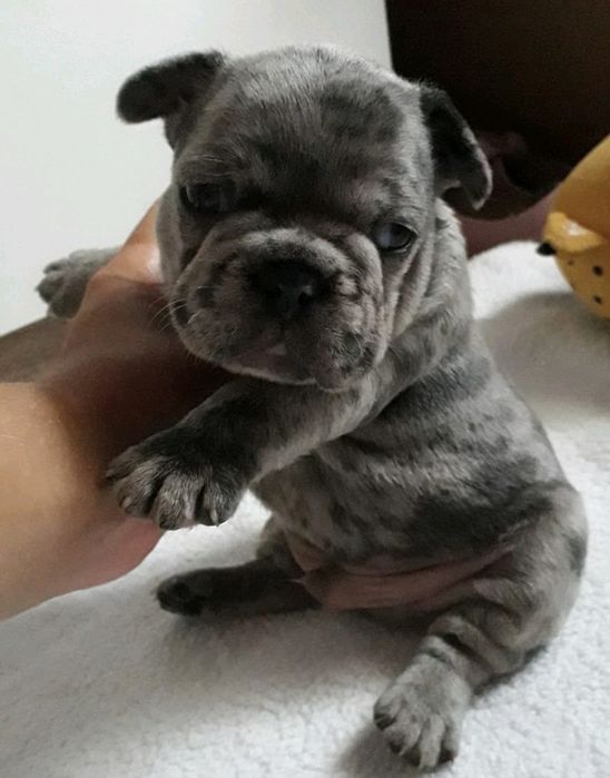 Продажа,Вязка французский бульдог мэрле