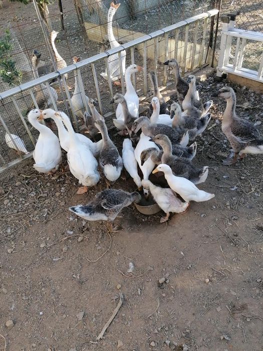 Vendo Gansos da guiné