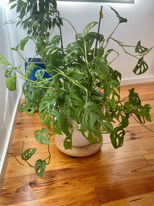 Planta Monstera