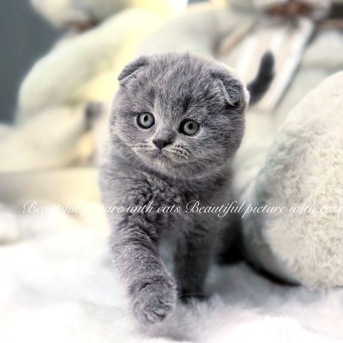 Класнючі кошенята