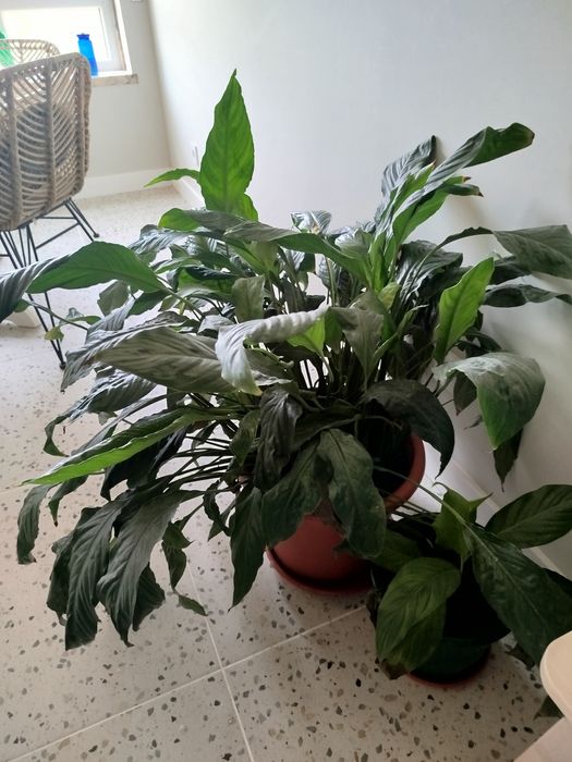Planta Lírio da Paz