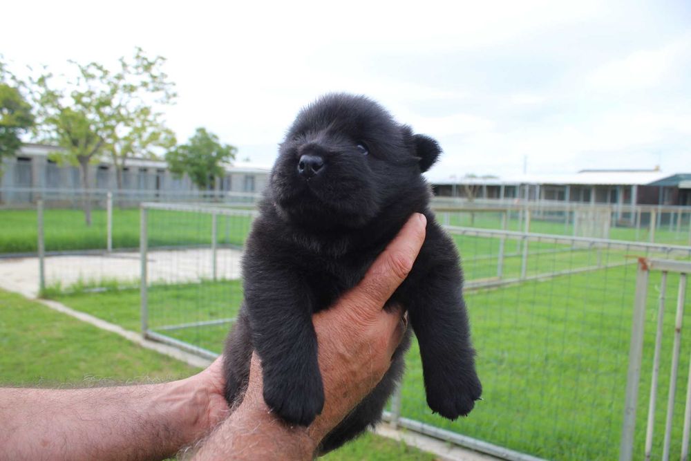Cachorro Chow-Chow com LOP