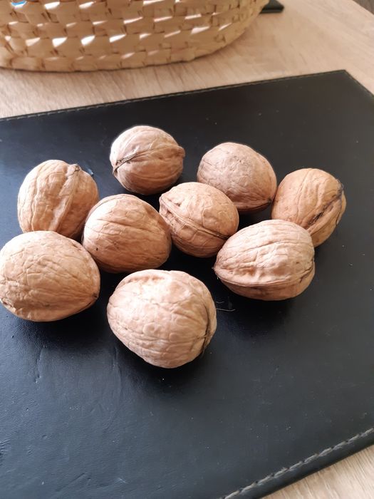 Orzechy włoskie z tegorocznego zbioru  90 zł z 5 kg