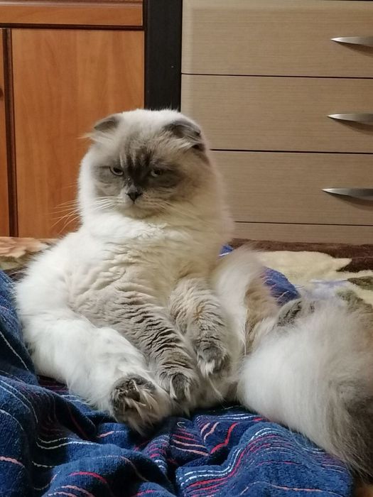 Вислоухий кот вязка