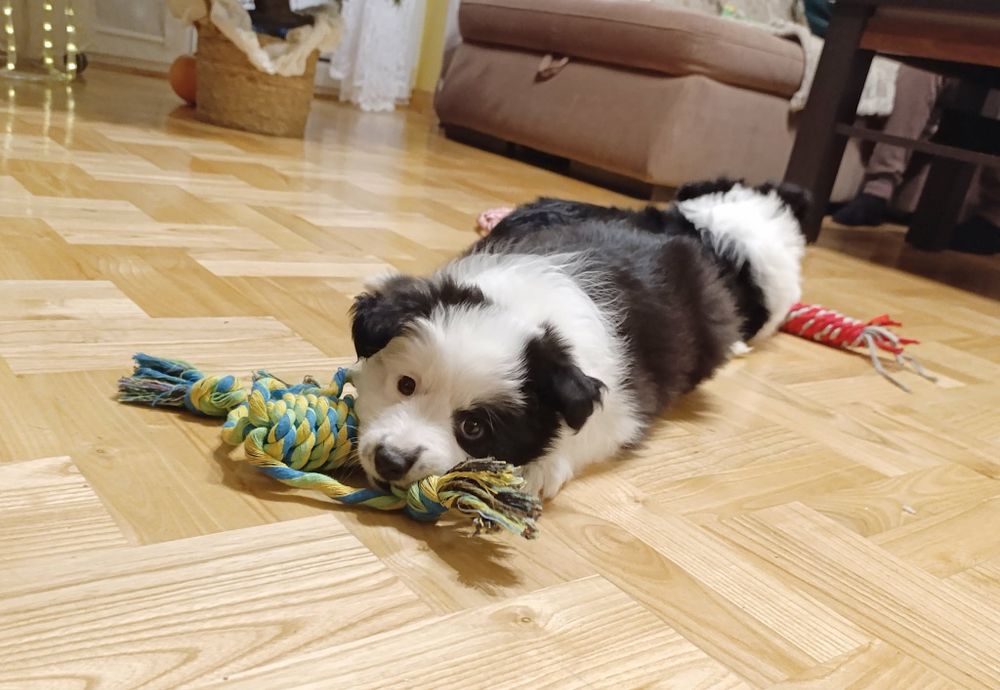 Sunia szczenię Border Collie ZKwP