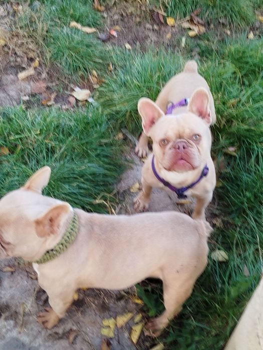 хлопик та дівчинка парою