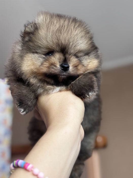 Дівчинка манюня шпіц