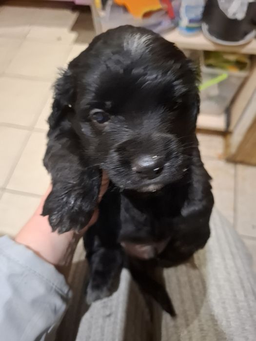 Песики в добрі руки