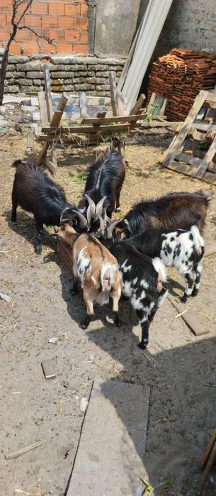 Cabras anãs (micro)