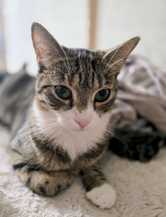 Young Leosia szuka domku na stałe!