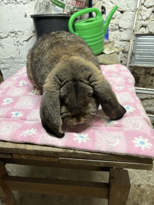 Kroliki samce baran francuski