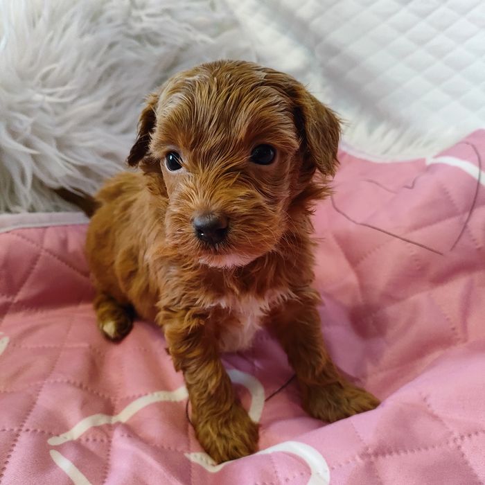 Śliczna suczka Maltipoo f1b