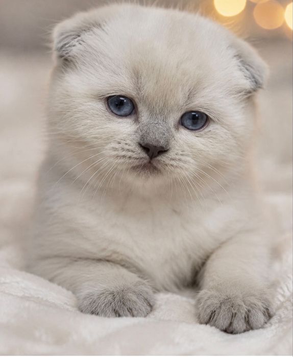 Шотландские котята