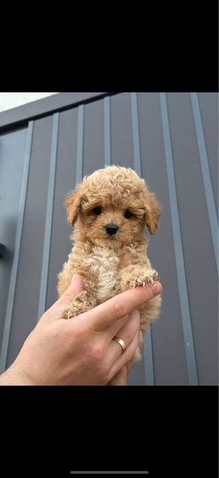 Мальтипу міні із доставкою