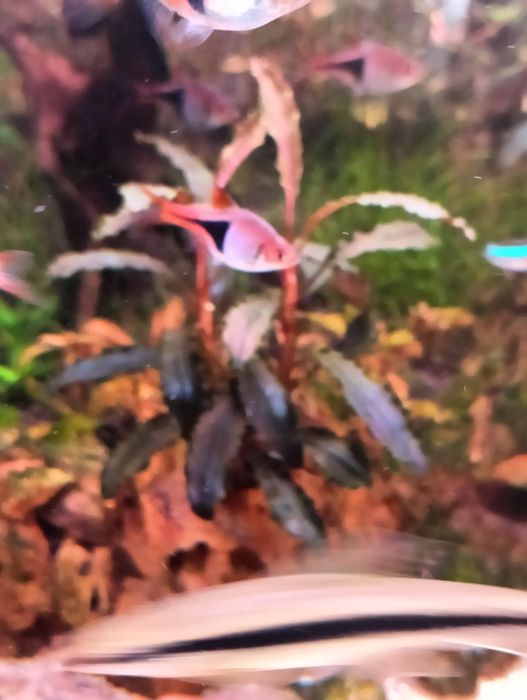 Plantas de Aquario