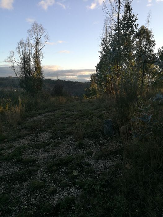 Terreno florestal