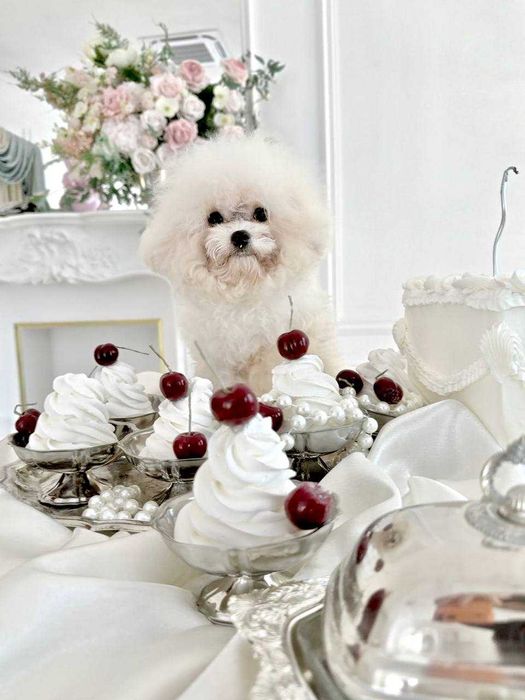 Мини Бишон (Китай)