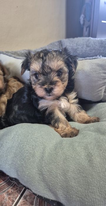 Yorkshire terrier