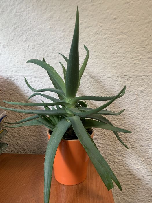 Piekny aloes z młodymi pędami