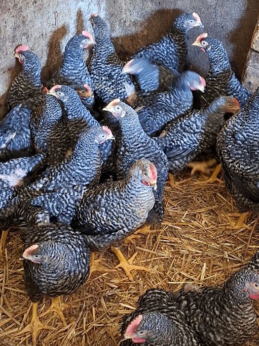 Sprzedam mięsne kogutki