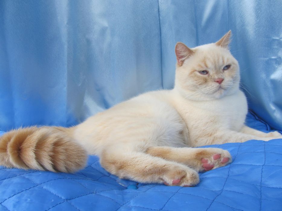 Шотландский котик скоттиш страйт для вязки